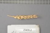 Click for 1 image(s) for this accession. Spike